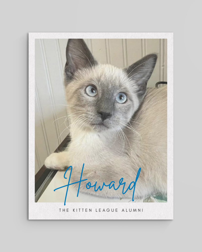 Howard adopted in Sioux Falls SD The Kitten League alumni
